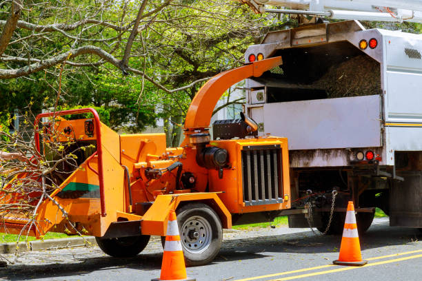 Best Fruit Tree Pruning  in Soh Salt Lake, UT